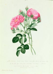 Neue Karmesinrote Doppelte Süßbriar von New York von Pierre Joseph Redouté